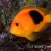 anemonefish_saddleback_red_rr_sur_h_1730_tha3286.jpg